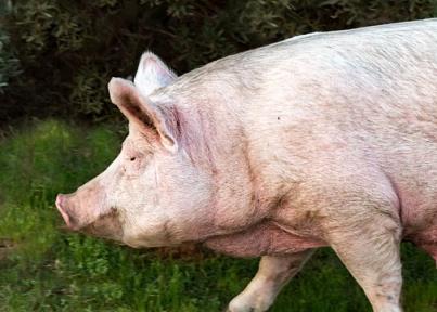 猪大脑和身体分离 中国科学家让“死亡”50分钟猪脑“复活”(图1)