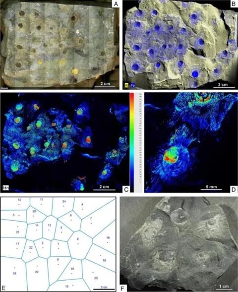 4.36亿年前的远古生物 用刚毛保持“社交距离”(图4)