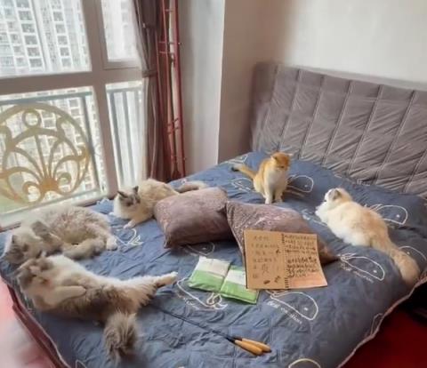 广州一民宿推猫咪侍寝服务：顾客已超700人 旺季房价超千元(图1)