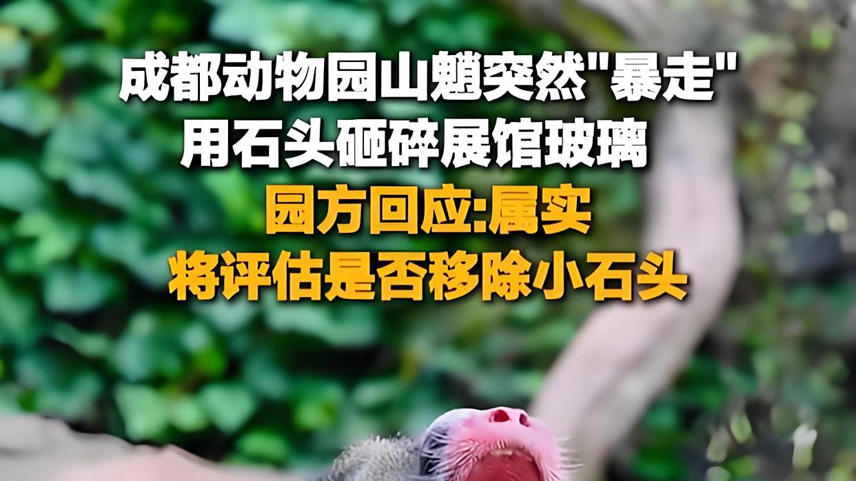 动物园山魈突然转身扔石头砸碎玻璃