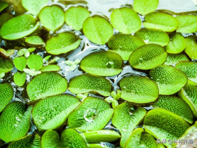 为什么绿萝的根都烂了？花草种植烂根的原因有哪些