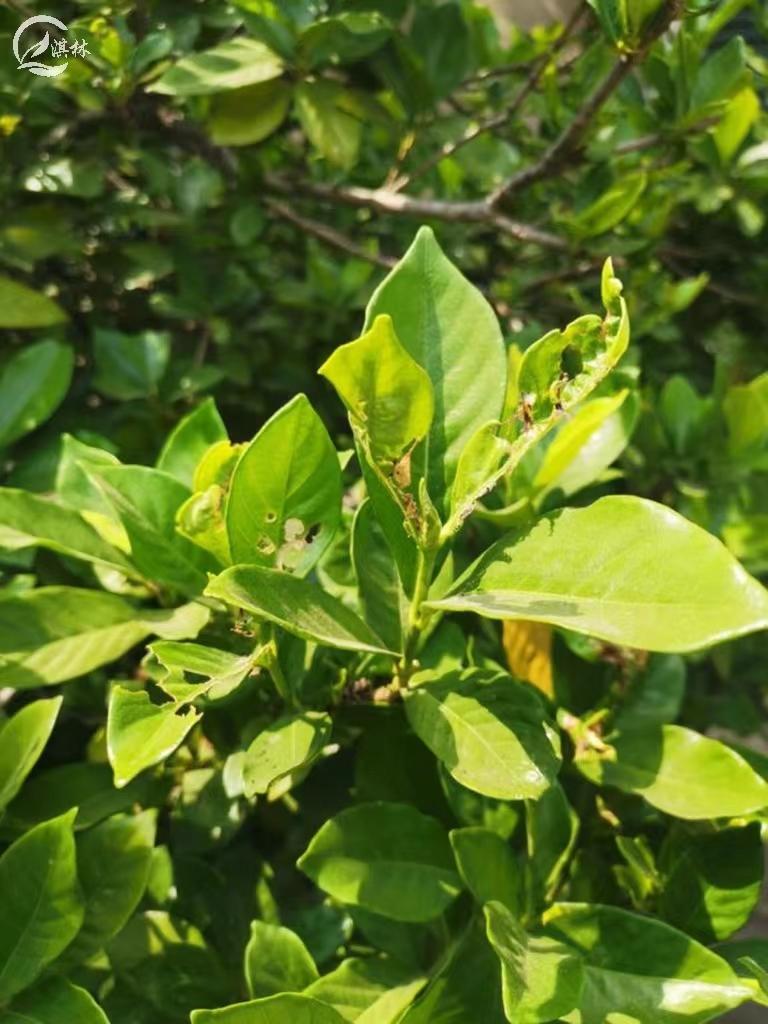 栀子花为什么容易生虫？栀子花养护中重点注意这5种虫害