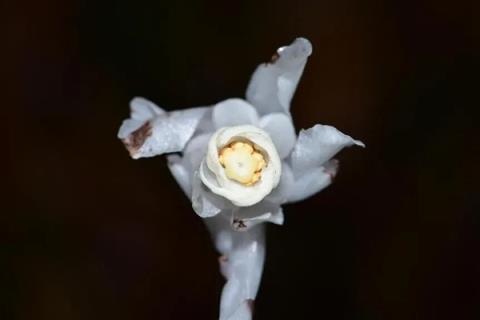 幽冥之花：人一碰就变黑！长得冰清玉洁 却靠打劫维生(图3)