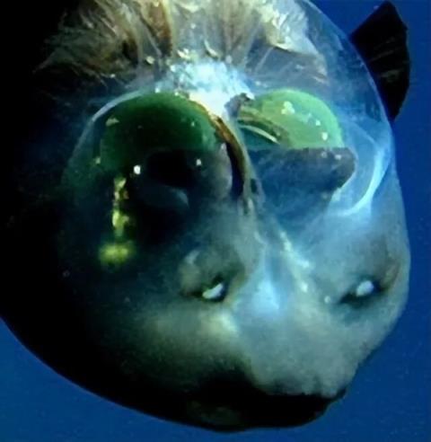 这种深海鱼头部竟是透明的 两只绿眼睛在里面活动(图5)