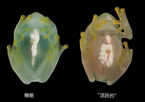 这种深海鱼头部竟是透明的 两只绿眼睛在里面活动(图7)