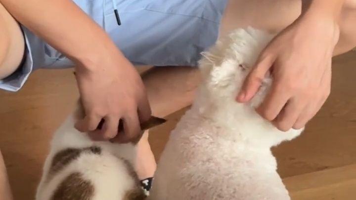 张馨予何捷撸猫逗狗:与家中爱宠嬉戏玩闹