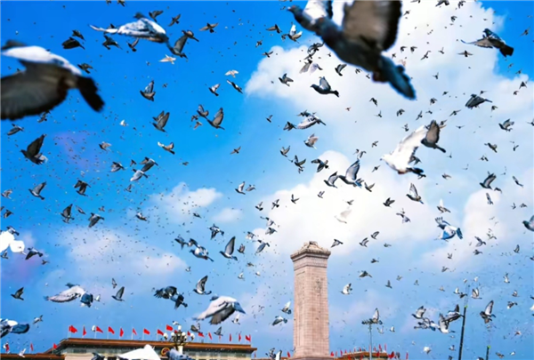 参加阅兵的和平鸽还有工资拿:每只15元 天津补贴翻倍-图1 参加阅兵的和平鸽还有工资拿:每只15元 天津补贴翻倍-图1