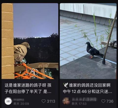 九三阅兵的和平鸽 好像迷路找不到家怎么办：如此帮它们！(图1)