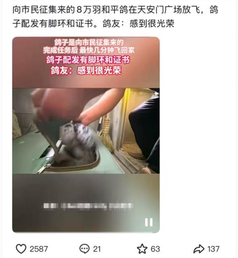 九三阅兵的和平鸽 好像迷路找不到家怎么办：如此帮它们！(图2)