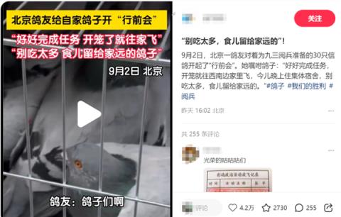 九三阅兵的和平鸽 好像迷路找不到家怎么办：如此帮它们！(图3)