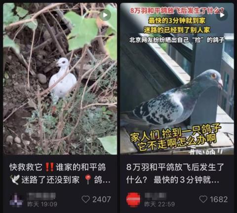 九三阅兵的和平鸽 好像迷路找不到家怎么办：如此帮它们！(图4)