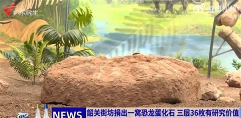男子捐赠36枚恐龙蛋化石 最大直径18厘米 此前守护长达35年(图1)