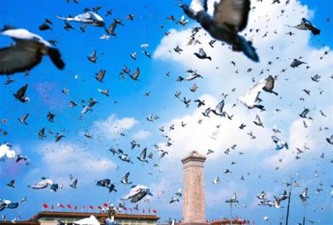 参加阅兵的和平鸽还有工资拿：每只15元 天津补贴翻倍(图1)