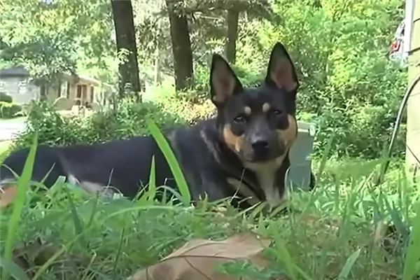 一年叼4块人骨回家 疑来自同一人!宠物犬乱捡东西牵出离奇命案-图1 一年叼4块人骨回家 疑来自同一人!宠物犬乱捡东西牵出离奇命案-图1