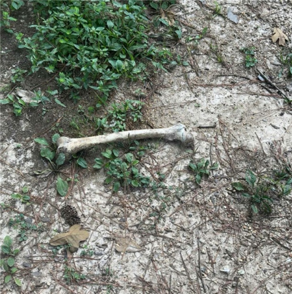 一年叼4块人骨回家 疑来自同一人!宠物犬乱捡东西牵出离奇命案-图2 一年叼4块人骨回家 疑来自同一人!宠物犬乱捡东西牵出离奇命案-图2