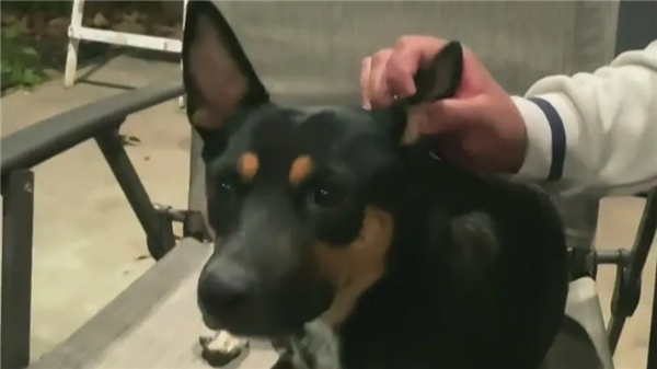 一年叼4块人骨回家 疑来自同一人!宠物犬乱捡东西牵出离奇命案-图5 一年叼4块人骨回家 疑来自同一人!宠物犬乱捡东西牵出离奇命案-图5