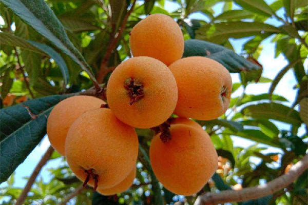 枇杷的功效和作用?枇杷是上火的还是去火的-图2 枇杷的功效和作用?枇杷是上火的还是去火的-图2