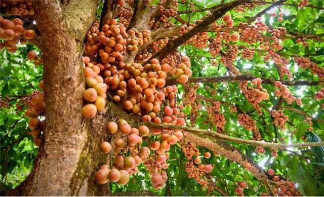 木奶果怎么吃?皮可以吃吗-图1 木奶果怎么吃?皮可以吃吗-图1