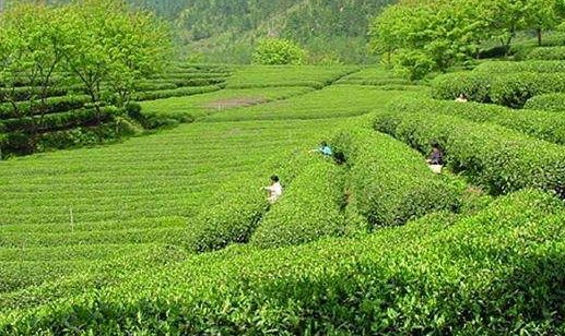 日照绿茶哪个牌子好?日照绿茶怎么辨别好坏-图1 日照绿茶哪个牌子好?日照绿茶怎么辨别好坏-图1