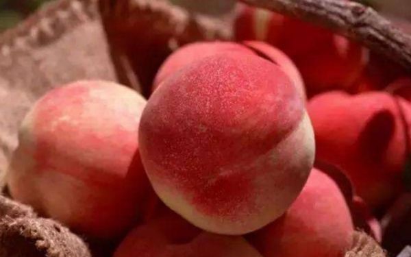 一个桃子的热量有多少?桃子的热量高吗-图1 一个桃子的热量有多少?桃子的热量高吗-图1