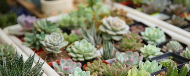 玉露开花后怎么养?玉露开花后如何养-图1 玉露开花后怎么养?玉露开花后如何养-图1