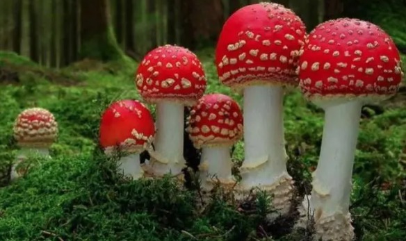 红伞伞白杆杆是什么梗(这个梗到底有什么意思)-图2 红伞伞白杆杆是什么梗(这个梗到底有什么意思)-图2