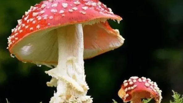 红伞伞白杆杆是什么梗(这个梗到底有什么意思)-图3 红伞伞白杆杆是什么梗(这个梗到底有什么意思)-图3