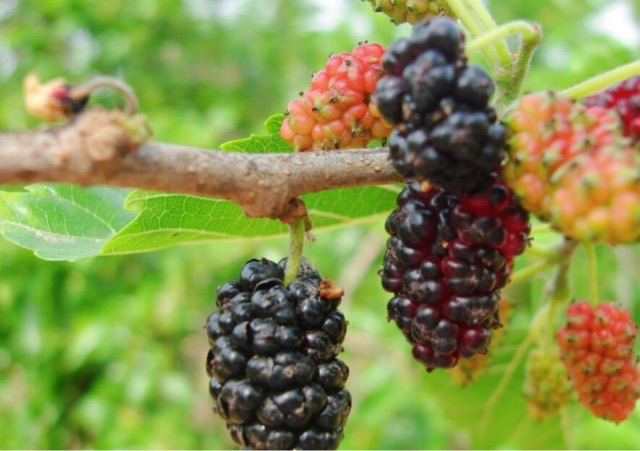 桑葚是什么样的水果,吃桑葚对人体有什么好处-图1 桑葚是什么样的水果,吃桑葚对人体有什么好处-图1