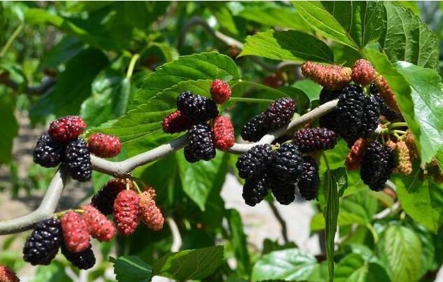 桑葚是什么样的水果,吃桑葚对人体有什么好处-图2 桑葚是什么样的水果,吃桑葚对人体有什么好处-图2