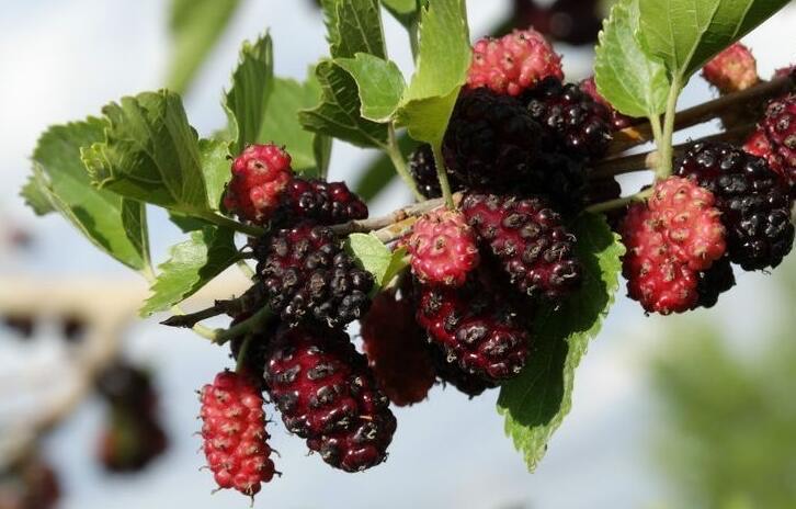 桑葚是什么样的水果,吃桑葚对人体有什么好处-图3 桑葚是什么样的水果,吃桑葚对人体有什么好处-图3