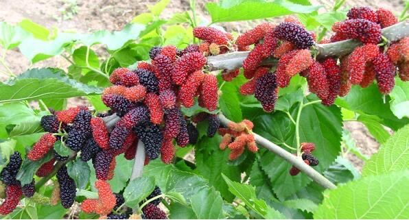 桑葚是什么样的水果,吃桑葚对人体有什么好处-图4 桑葚是什么样的水果,吃桑葚对人体有什么好处-图4