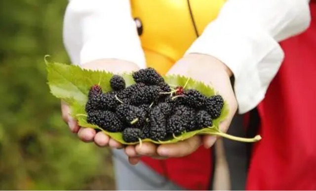 桑葚是什么样的水果,吃桑葚对人体有什么好处-图5 桑葚是什么样的水果,吃桑葚对人体有什么好处-图5