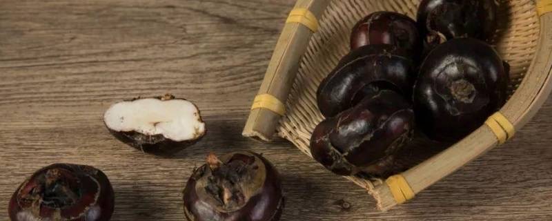 马蹄是什么-图1 马蹄是什么-图1