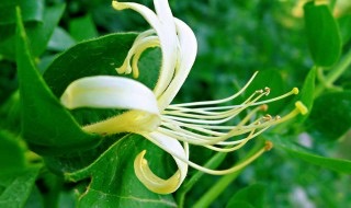 金银花的作用功效与禁忌-图1 金银花的作用功效与禁忌-图1