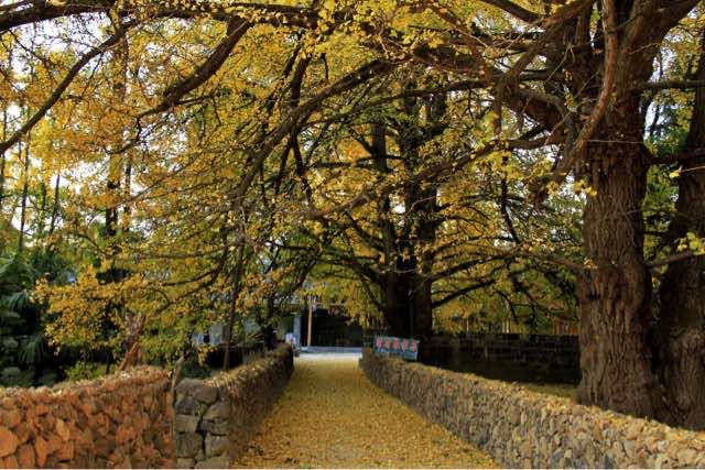 国内11月最适合去的十大旅行地(11月旅游去哪里好玩)-图1 国内11月最适合去的十大旅行地(11月旅游去哪里好玩)-图1