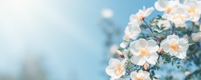 春日宴什么意思?春日宴的意思-图1 春日宴什么意思?春日宴的意思-图1