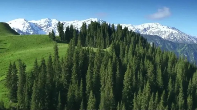 中国最美的十片森林:天山雪岭云杉景色怡人-图1 中国最美的十片森林:天山雪岭云杉景色怡人-图1