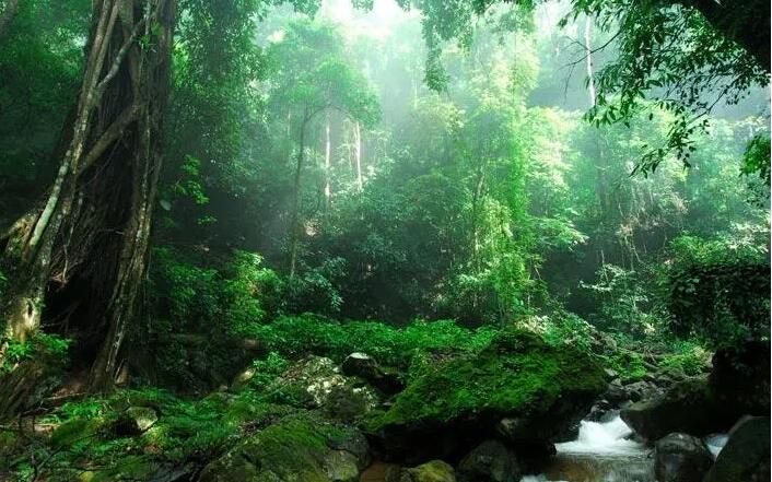 中国最美的十片森林:天山雪岭云杉景色怡人-图4 中国最美的十片森林:天山雪岭云杉景色怡人-图4