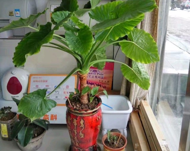 进门摆什么植物好?滴水观音最好-图1 进门摆什么植物好?滴水观音最好-图1