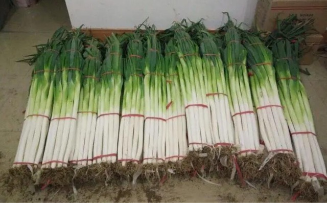 济南十大特产介绍(济南最地道的十种特产)-图1 济南十大特产介绍(济南最地道的十种特产)-图1