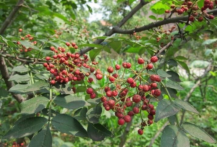 济南十大特产介绍(济南最地道的十种特产)-图3 济南十大特产介绍(济南最地道的十种特产)-图3