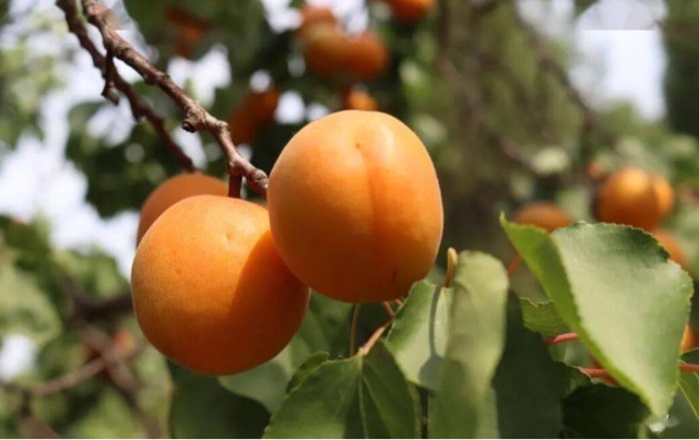 济南十大特产介绍(济南最地道的十种特产)-图5 济南十大特产介绍(济南最地道的十种特产)-图5