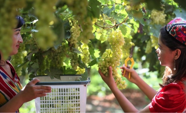 新疆有哪些知名特产(十大新疆特产盘点)-图1 新疆有哪些知名特产(十大新疆特产盘点)-图1