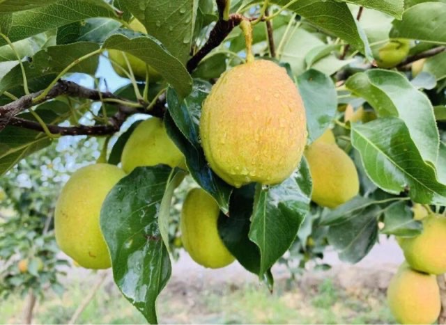 新疆有哪些知名特产(十大新疆特产盘点)-图4 新疆有哪些知名特产(十大新疆特产盘点)-图4