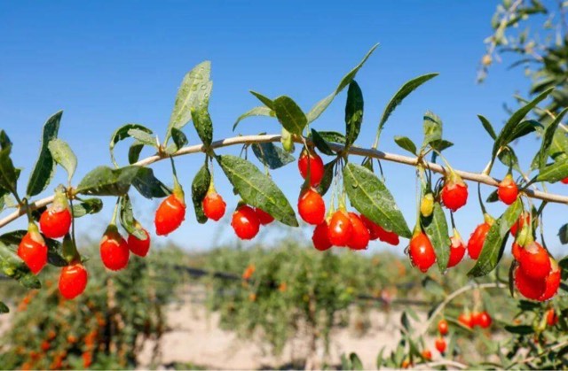 新疆有哪些知名特产(十大新疆特产盘点)-图5 新疆有哪些知名特产(十大新疆特产盘点)-图5