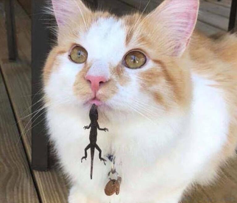 10张笑死十亿人的图片?搞笑图片笑死人不偿命的那种-图1 10张笑死十亿人的图片?搞笑图片笑死人不偿命的那种-图1