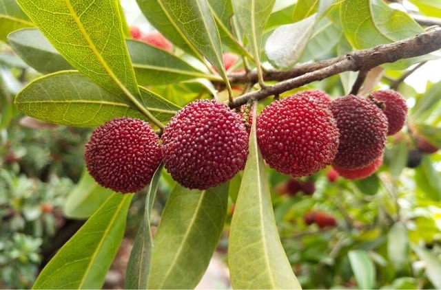 昆明十大特产介绍(昆明知名特产盘点)-图1 昆明十大特产介绍(昆明知名特产盘点)-图1