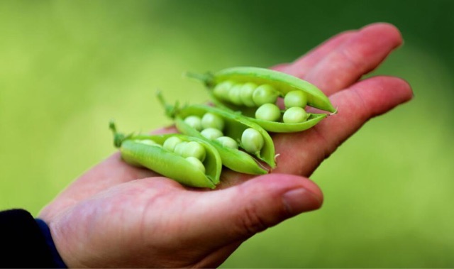 十大最健康的蔬菜盘点:胡萝卜被称为蔬菜人参-图5 十大最健康的蔬菜盘点:胡萝卜被称为蔬菜人参-图5