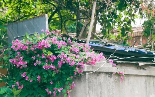 2月份国内最佳旅游景点(盘点十个2月份必去的旅游景区)-图2 2月份国内最佳旅游景点(盘点十个2月份必去的旅游景区)-图2