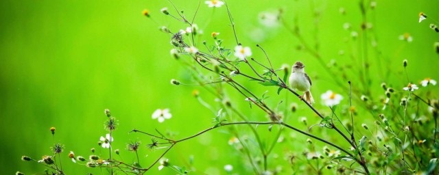 春天是什么时候?春天的时间-图1 春天是什么时候?春天的时间-图1